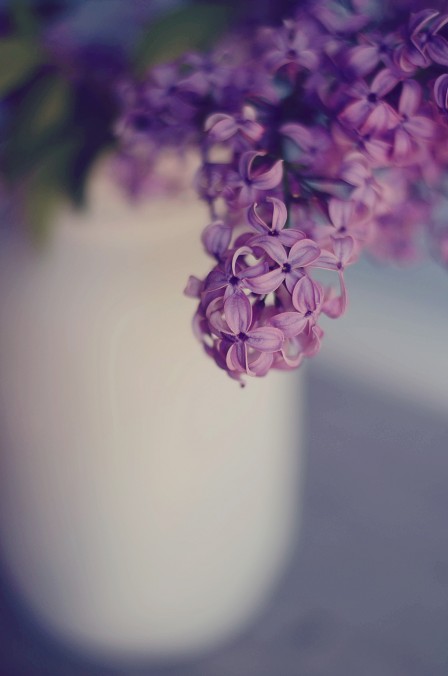 Lilacs in a white spray painted mason jar vase 