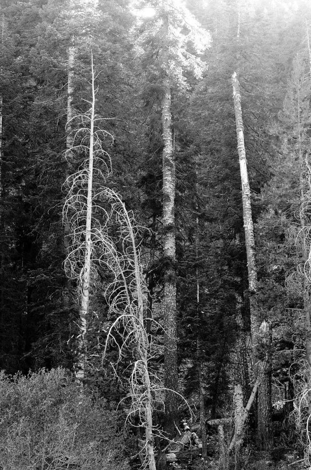 Dead tree trunks still standing along the Truckee River in black and white