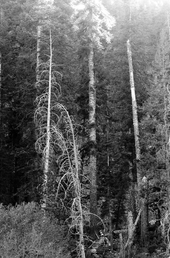 Vertical shot of dead tree trunks besie Truckee river